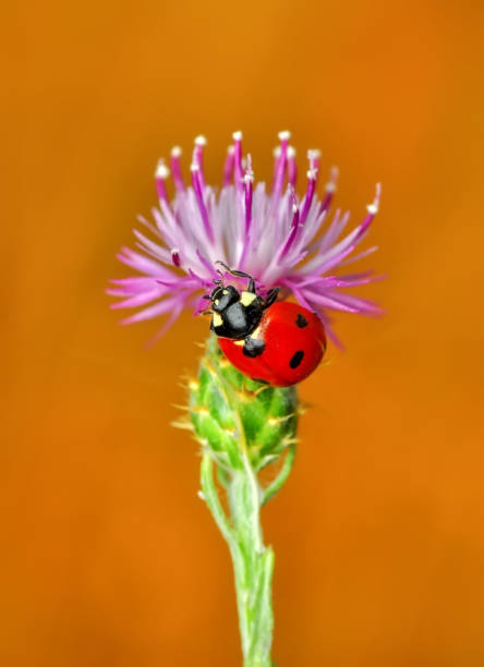 istock Beautiful laybug sitting on flower in a summer garden 1094676124