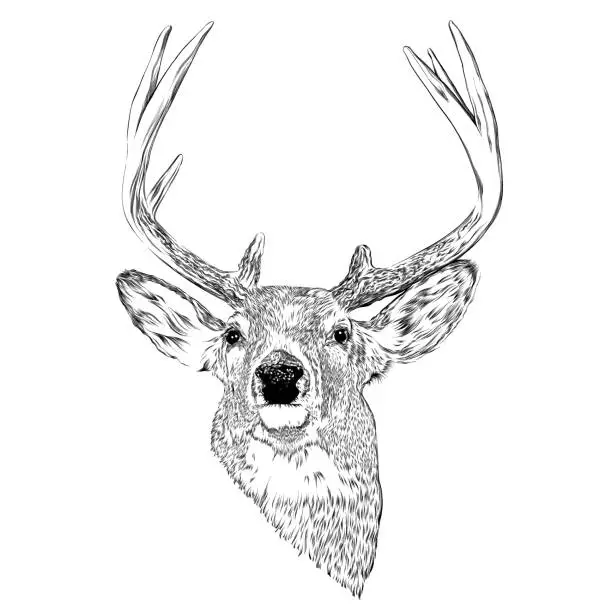 Vector illustration of Deer Head Ink Vector Illustration in Engraving Style