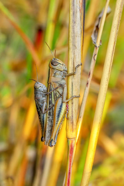 istock Grasshopper macro in green nature 1094676392