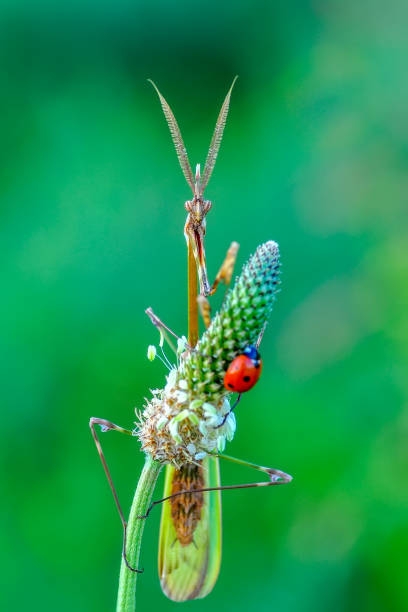 istock Beautiful mantis  sitting on flower 1094676744