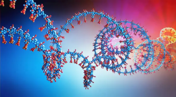 Photo of 3d illustration of a  part of RNA chain from which the deoxyribonucleic acid or DNA is composed