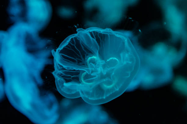 istock macro aurelia aurita semaeostomeae 1094686728