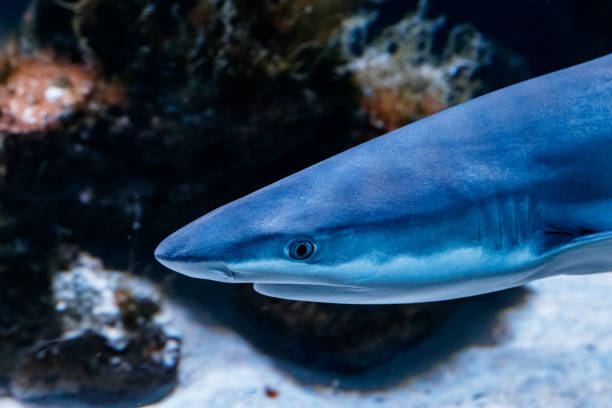 istock macro reef black shark carcharhinus melanopterus 1094687064