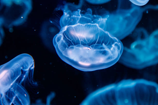 istock macro aurelia aurita semaeostomeae 1094687160