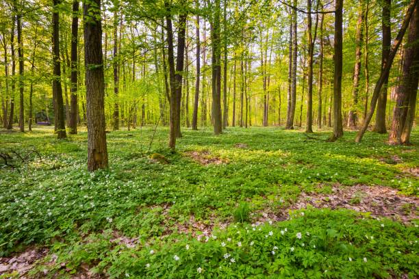 istock Spring forest landscape with blooming white anemones 1094687432