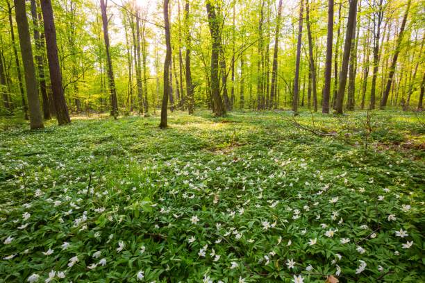 istock Spring forest landscape with blooming white anemones 1094687500