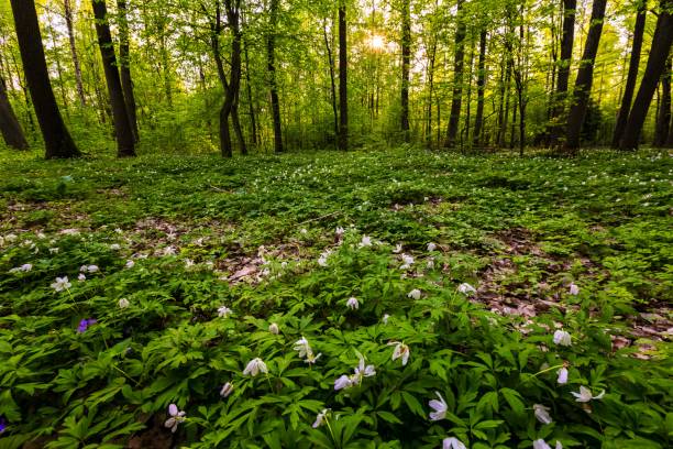 istock Spring forest landscape with white anemones blooming 1094687530