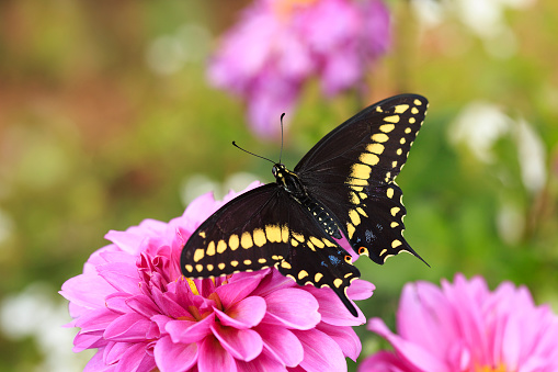 A rare form of Anise Swallowtail (Papilo zelicaon 