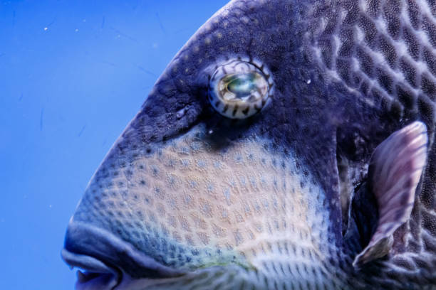 macro fish blue-necked balistod, balistoides viridescens close up