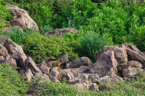 Marmotta nello Utah meridionale - foto stock