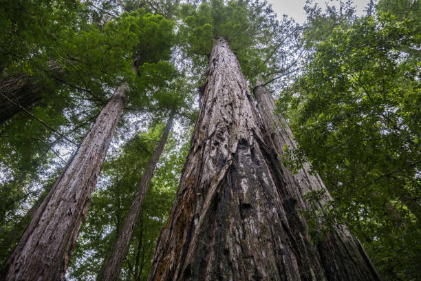 The majestic Redwood forests of Big Basin State Park, California The majestic Redwood forests of Big Basin State Park, California sequoia sempervirens stock pictures, royalty-free photos & images