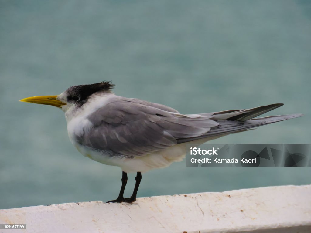 Crested Tern in Australia Australian animal bird Animal Stock Photo