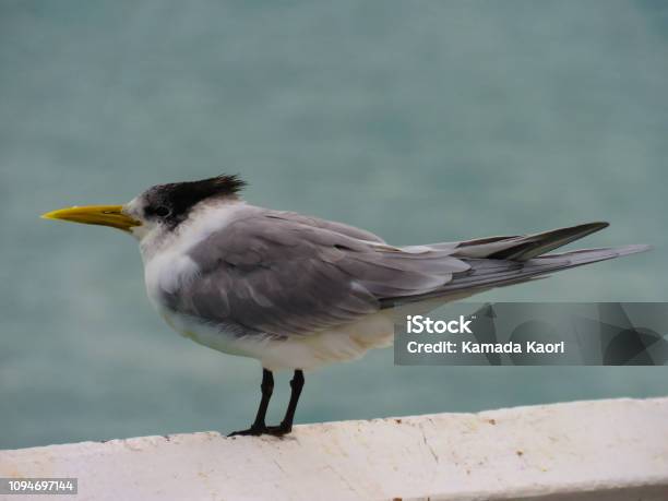 Crested Tern In Australia Stock Photo - Download Image Now - Animal, Animal Wildlife, Animals In The Wild