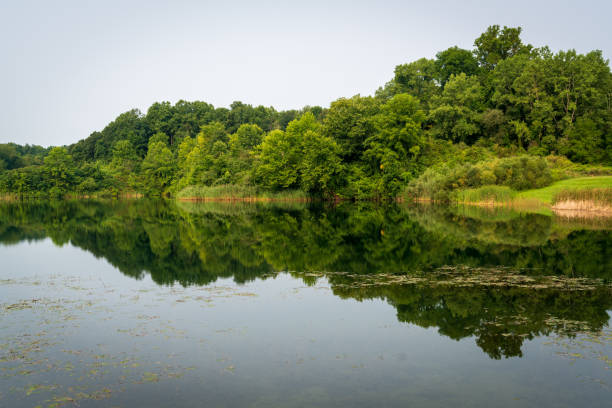 mato grosso em cuyahoga valley national park - ohio river valley - fotografias e filmes do acervo