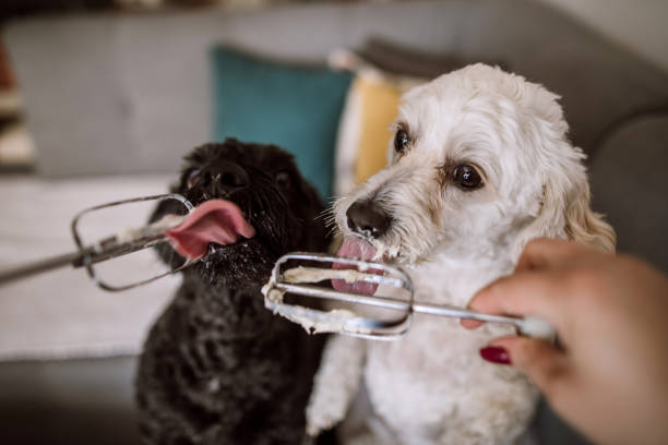 istock Hungry Dogs Licking Electric Mixer Wire 1094698108