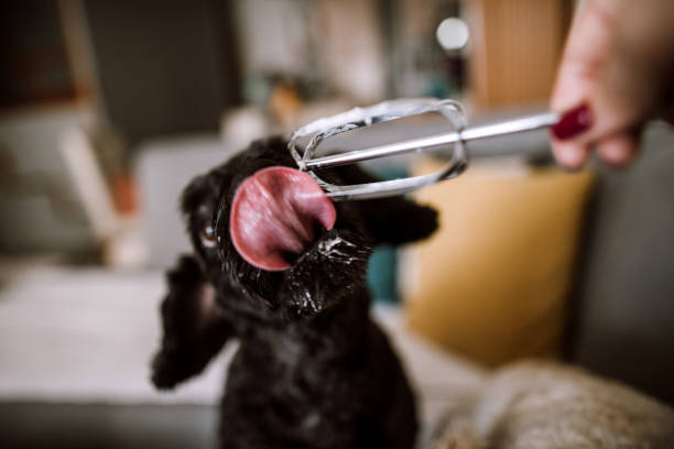 istock Adorable Dog Licking Whipped Cream 1094698218
