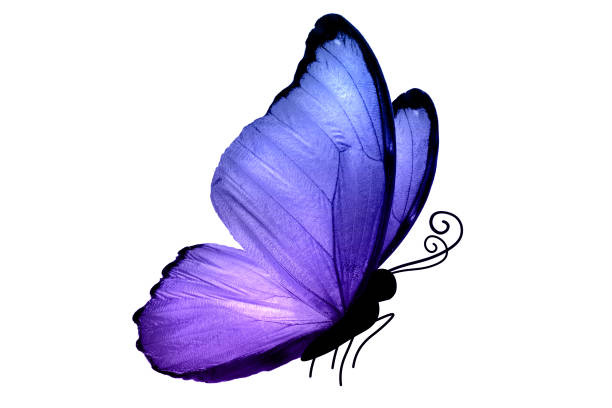 istock beautiful multicolored tropical butterfly isolated on white background 1094706974