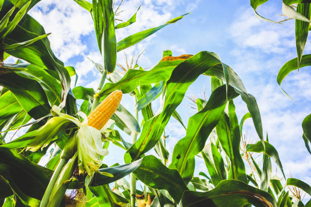 corn cob growth in agriculture field outdoor with clouds and blue sky - agriculture close up corn corn on the cob imagens e fotografias de stock