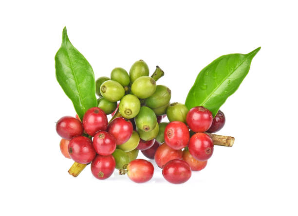 istock Fresh coffee beans with green leaver isolated on white background 1094717302