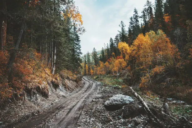 Photo of The earthroad in a fall forest