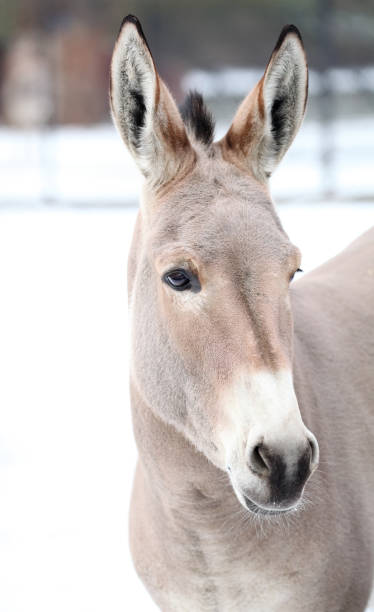 istock Donkey in Warsaw ZOO 1094727328