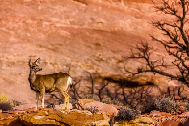 istock Canyonlands National Park 1094730562