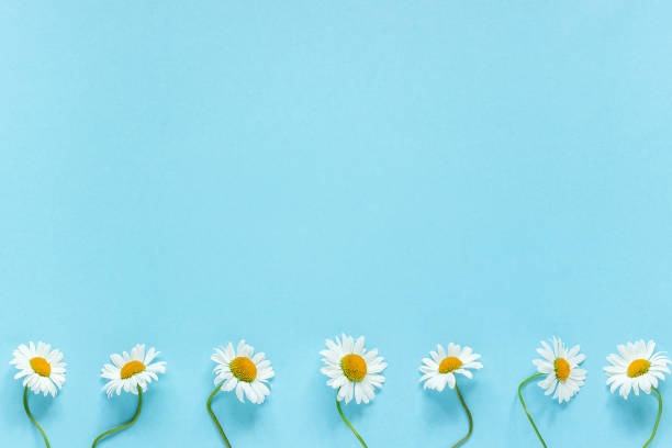 Row of white chamomiles daisies flowers on pastel blue color paper background Copy space Template for postcard, lettering, text or your design Flat lay Top view Concept Hello summer stock photo