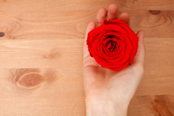 Valentines day background, Red Rose in woman hand