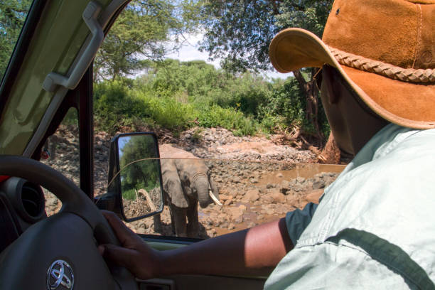 guide de safari en regardant un éléphant à proximité tandis que l’eau potable. - lake manyara national park photos et images de collection