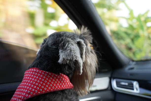 istock Black small mixed breed dog sitting inside the car 1094732352