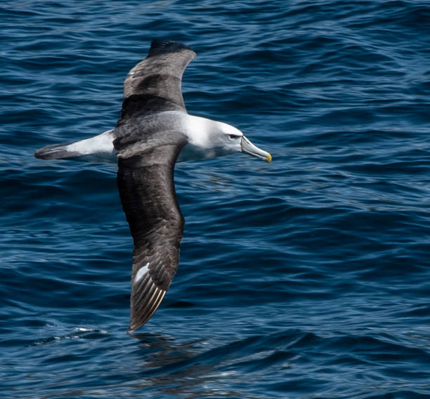 Mollymawk Albatross, Otago Peninsula, New Zealand stock photo