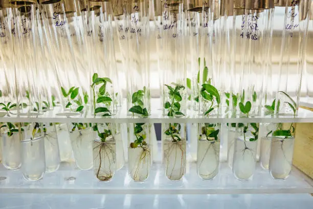 Cloned gene modified micro plants in test tubes with nutrient medium. Micropropagation technology in vitro.