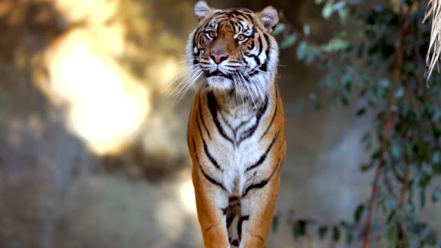 Free Tiger Stock Video Footage 1453 Free Downloads