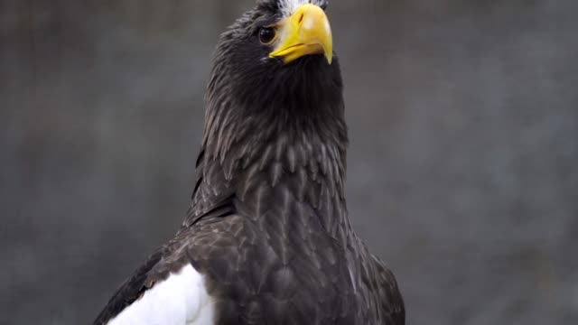 wild stellar's sea eagle braces itself