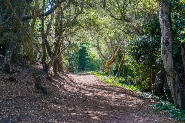 path lined up with coastal live oak trees in mission trail park, carmel-by-the-sea, monterey peninsula, california - twisted tree california usa imagens e fotografias de stock