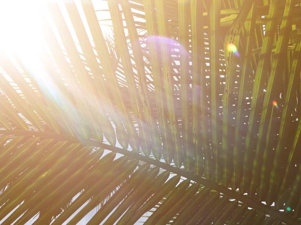 istock golden light flare on green coconut-palm leaf stalk 1094749644