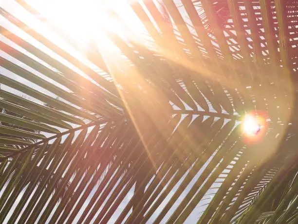 beautiful light from lens flare shines on green coconut-palm leaf stalk, using as background