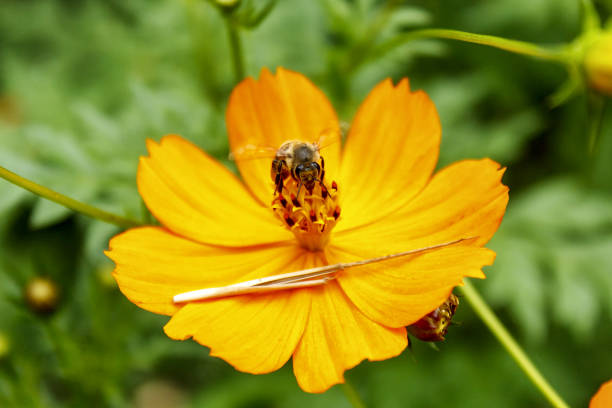 Colorful Bee and Flower in the field