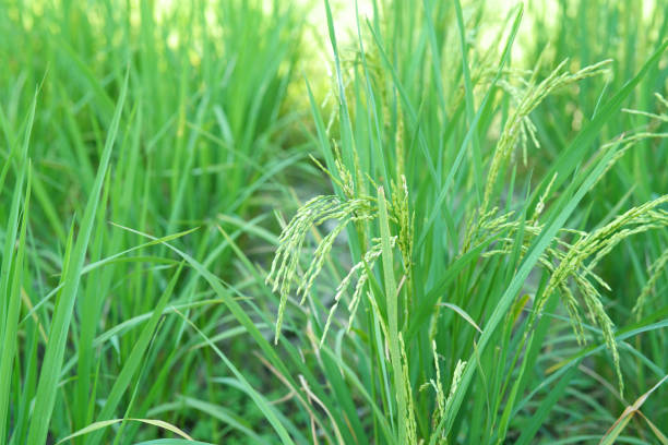 istock Agriculture rice field in winter Thailand 1094751552