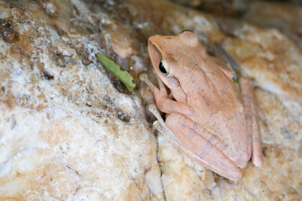 istock tree frog hide top of stone by adjusting the skin 1094752772
