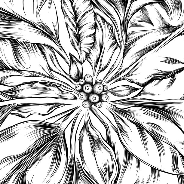 ilustraciones, imágenes clip art, dibujos animados e iconos de stock de flor de pascua tinta dibujo estilo de grabado - poinsettia flower potted plant plant