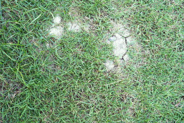 istock nature grass on the floor background and texture 1094753266