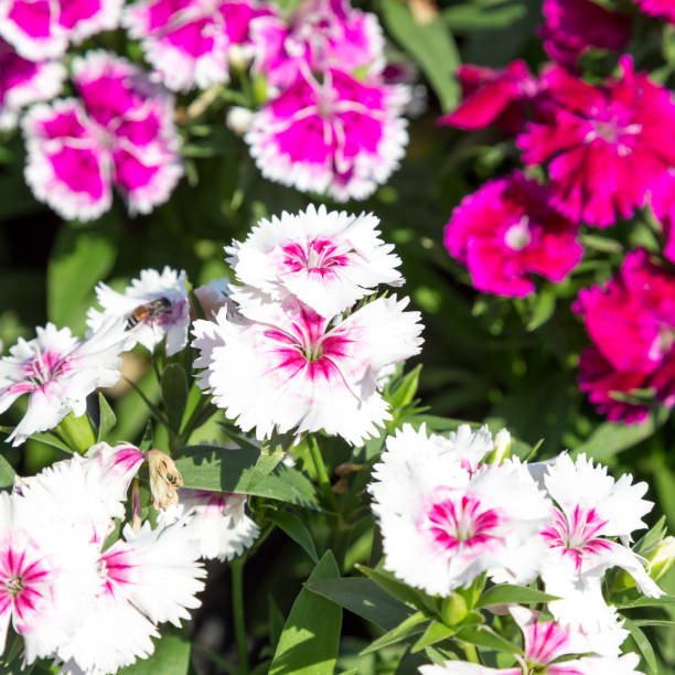 Close up beautiful Dianthus barbatus flower on garden Close up beautiful and colorful Dianthus barbatus flower on garden dianthus barbatus stock pictures, royalty-free photos & images