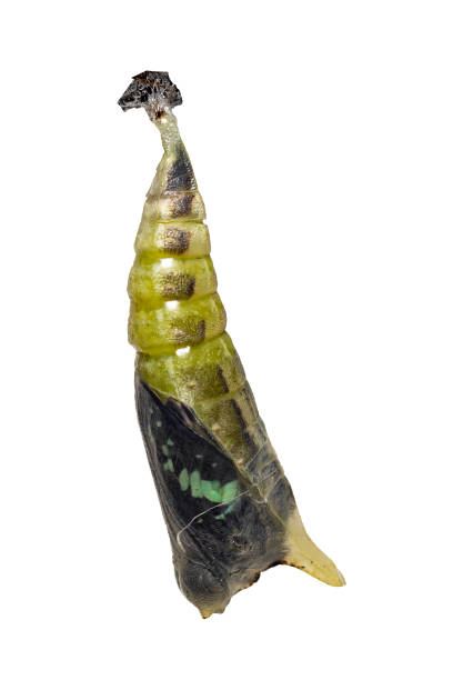 istock Isolated mature Chrysalis of Common jay butterfly ( Graphium doson) on white 1094755544