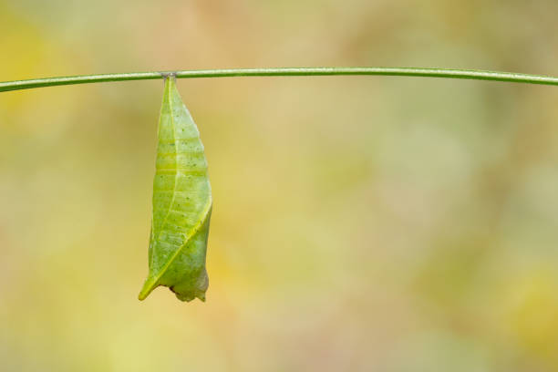 Chrysalis of Common jay butterfly ( Graphium doson) on twig and green background Chrysalis of Common jay butterfly ( Graphium doson) on twig and green background , secure , growth , transformation jay stock pictures, royalty-free photos & images