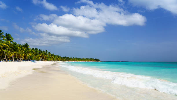 istock Palms coastline on caribbean beach, Island Saona 1094757000