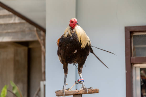 istock Fighting chicken standing on a pedestal 1094758584