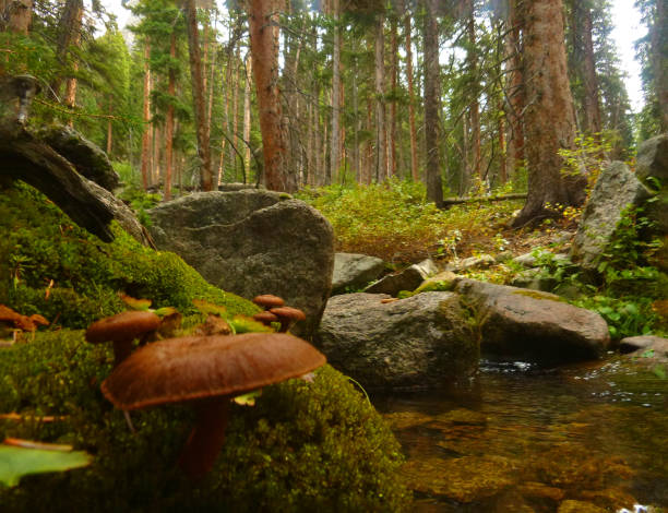 istock Central Idaho by Sun Valley 1094759394