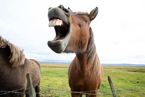 An Icelandic pony expressing himself.