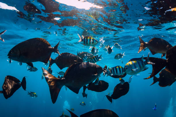 istock Underwater world with tropical fish in blue sea 1094761412